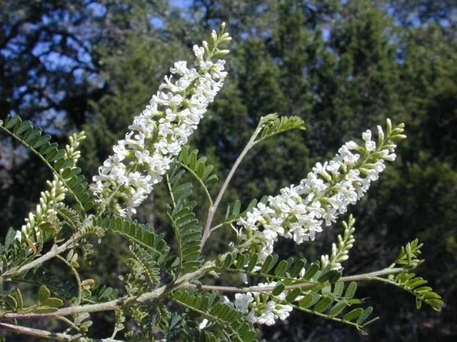 Palo dulce