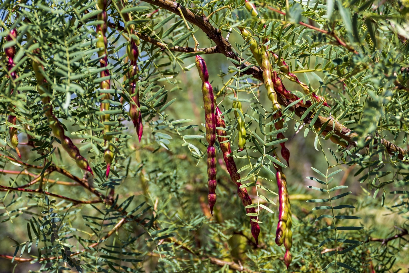 Mesquite